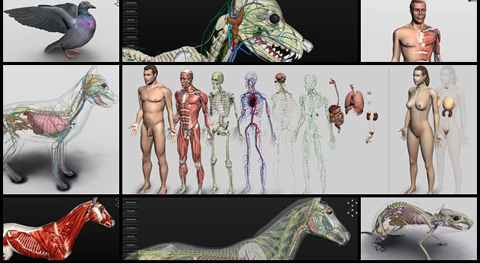 Bilogos do Brasil conquistam o mundo com software de anatomia