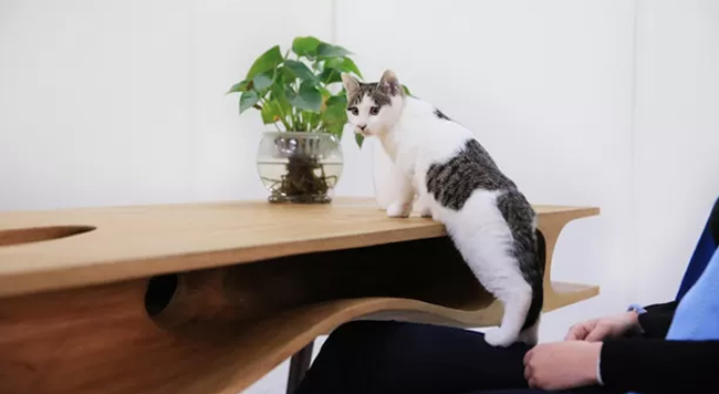 Designer cria mesa de trabalho que diverte gatos